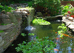 Ponds & Water Features